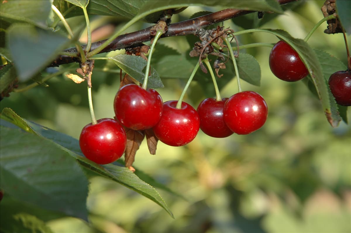 Prunus cerasus 'Vowi'(s)