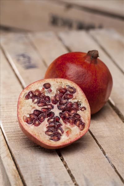 Punica granatum