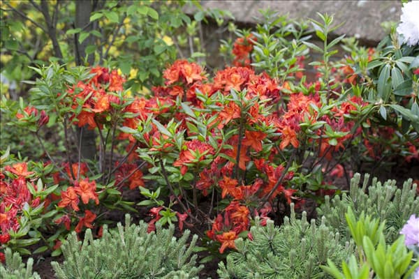 Rhododendron luteum 'Parkfeuer'