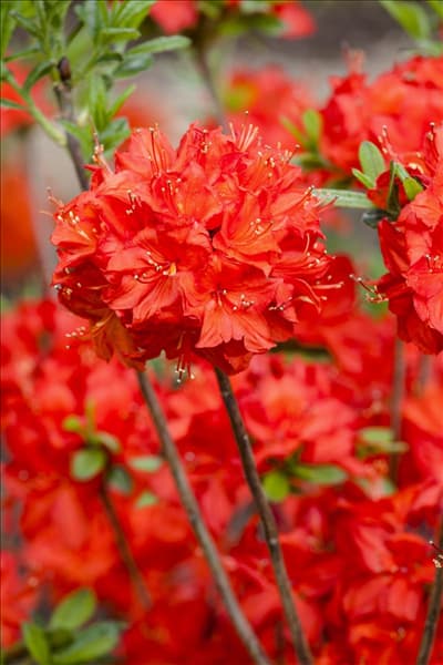 Rhododendron luteum 'Parkfeuer'