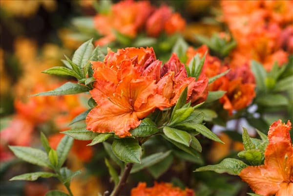 Rhododendron luteum 'Parkfeuer'