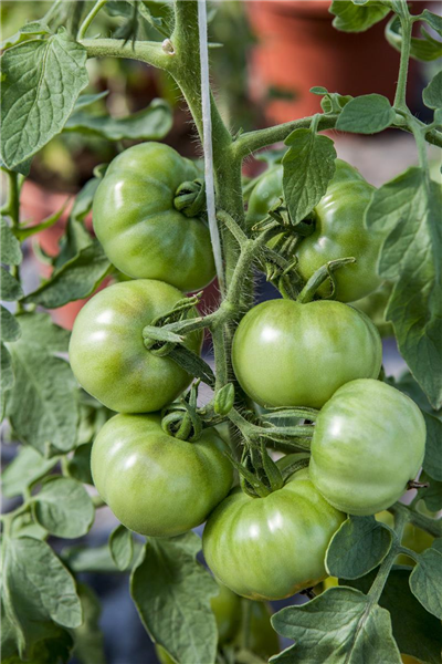 Solanum lycopersicum 'Marmande'