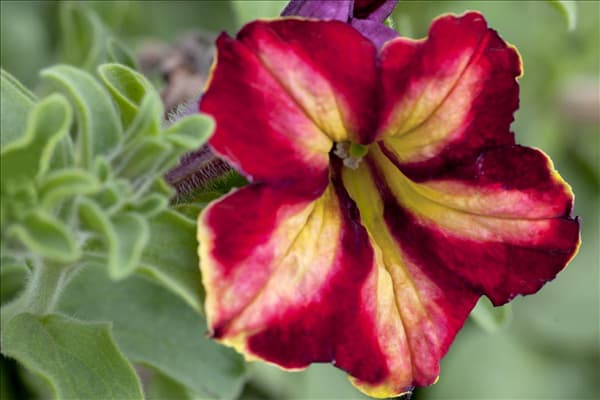 Petunia Crazytunia®