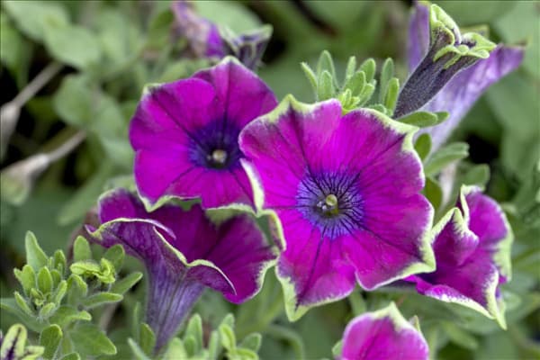 Petunia Crazytunia®