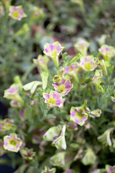 Petunia Crazytunia®