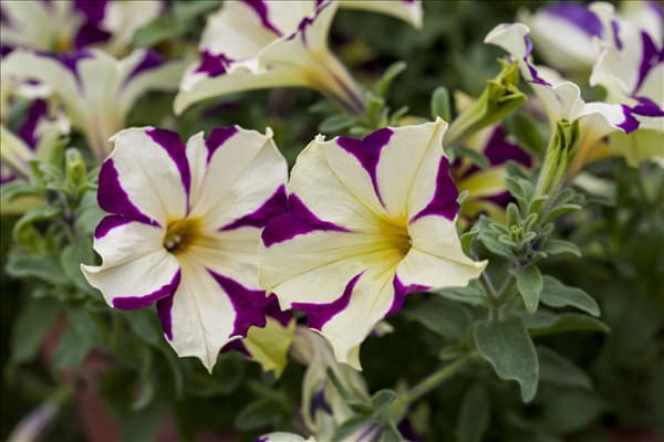 Petunia Crazytunia®