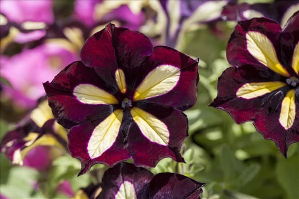 Petunia Crazytunia®