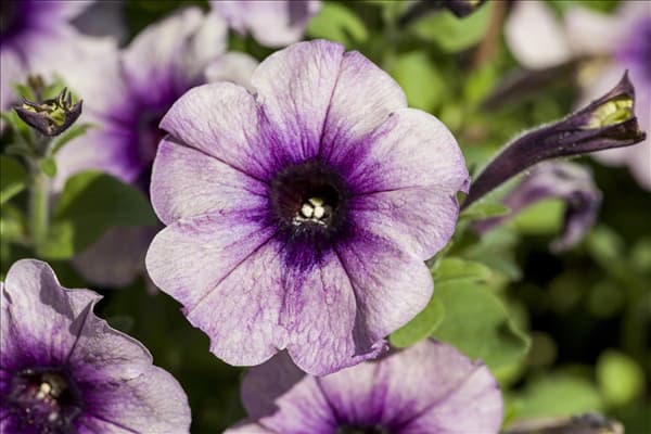 Petunia Crazytunia®