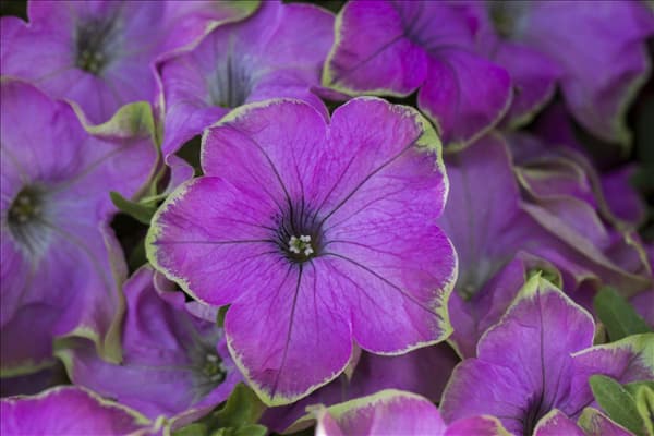 Petunia Crazytunia®