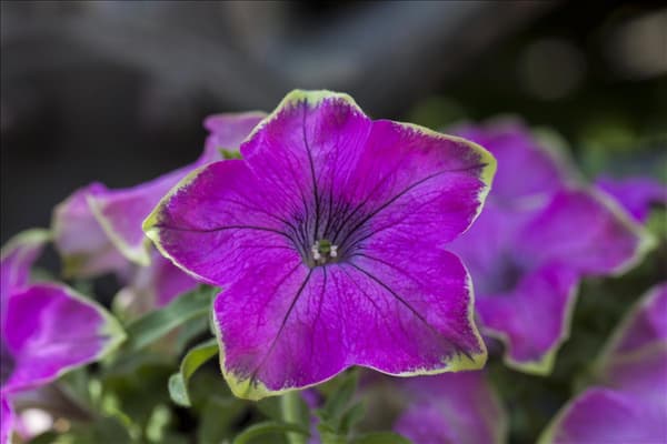 Petunia Crazytunia®
