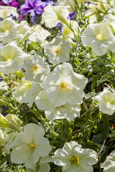 Petunia Crazytunia®