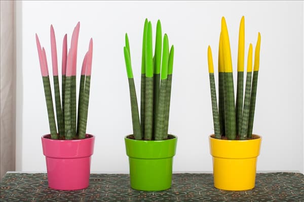 Sansevieria Velvet Touch®