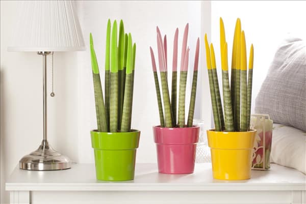Sansevieria Velvet Touch®