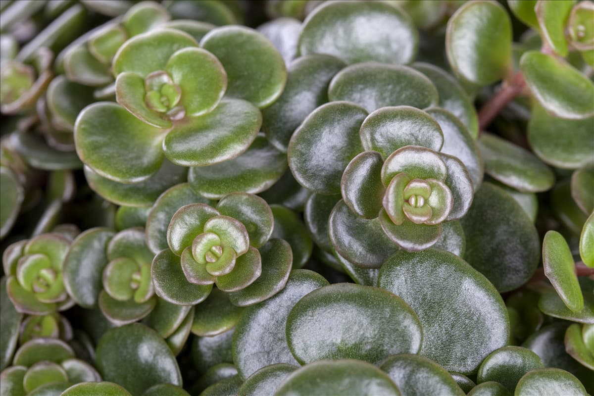Sedum makinoi