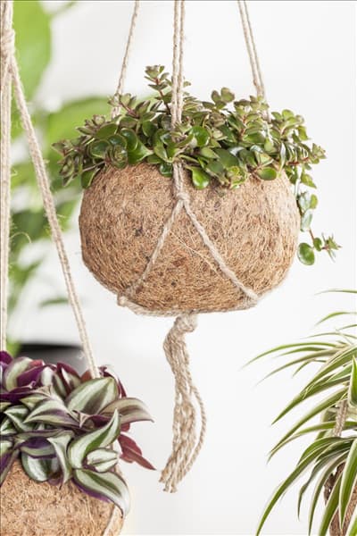 Sedum makinoi