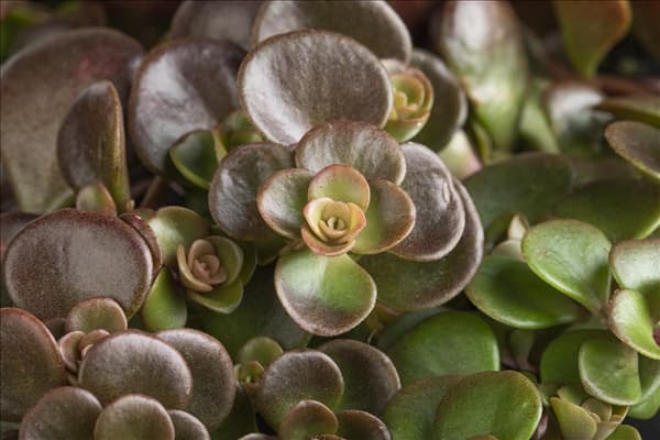Sedum makinoi