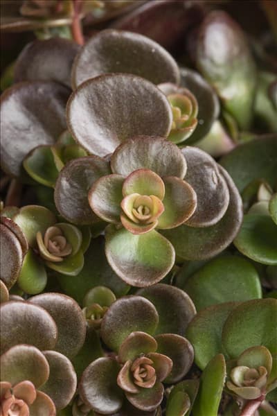 Sedum makinoi
