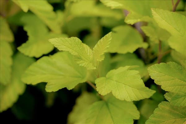 Physocarpus opulifolius 'Dart´s Gold'