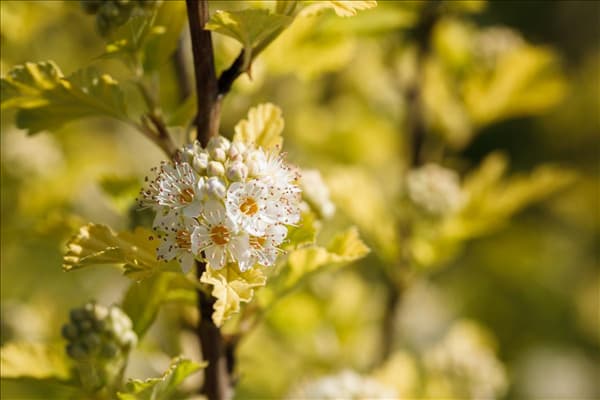 Physocarpus opulifolius 'Dart´s Gold'