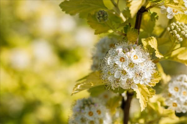 Physocarpus opulifolius 'Dart´s Gold'
