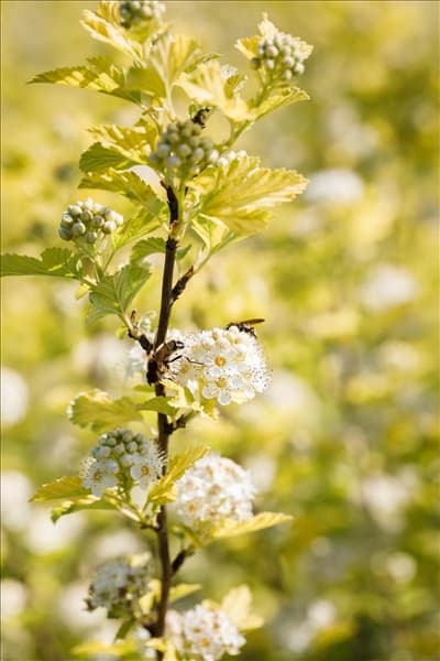 Physocarpus opulifolius 'Dart´s Gold'