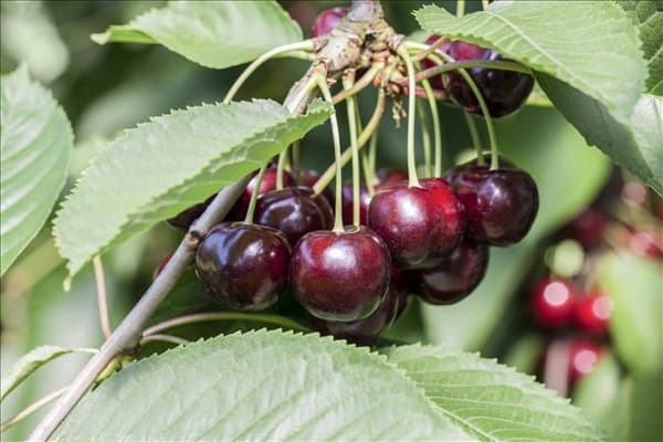 Prunus avium 'Karina'