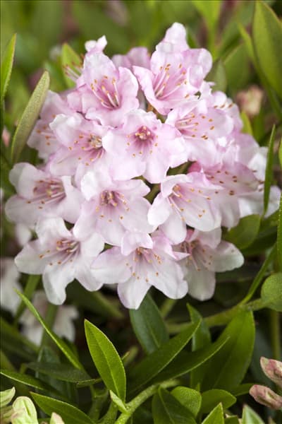 Rhododendron micranthum 'Bloombux'®
