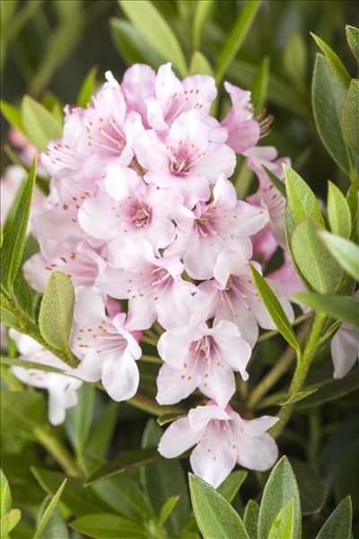 Rhododendron micranthum 'Bloombux'®