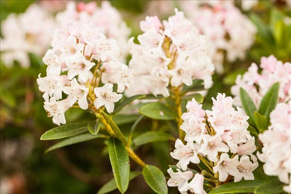 Rhododendron micranthum 'Bloombux'®