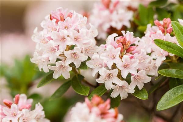 Rhododendron micranthum 'Bloombux'®