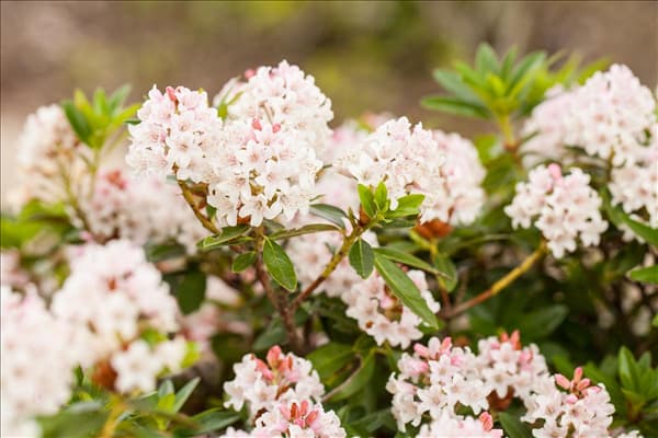 Rhododendron micranthum 'Bloombux'®