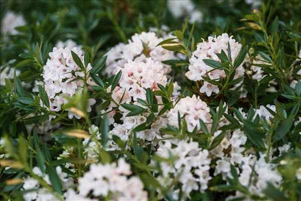 Rhododendron micranthum 'Bloombux'®