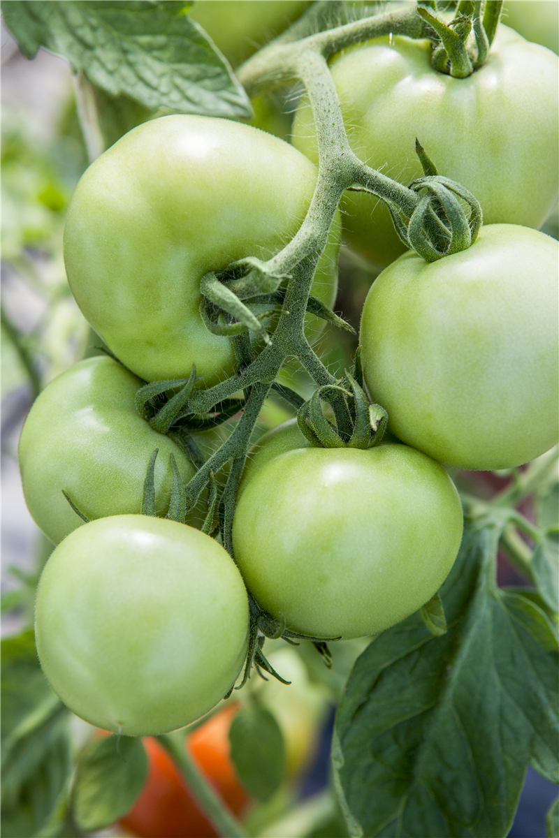 Solanum lycopersicum 'Moneymaker'