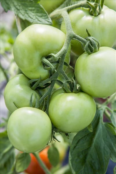 Solanum lycopersicum 'Moneymaker'