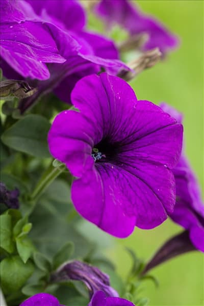 Petunia grandiflora