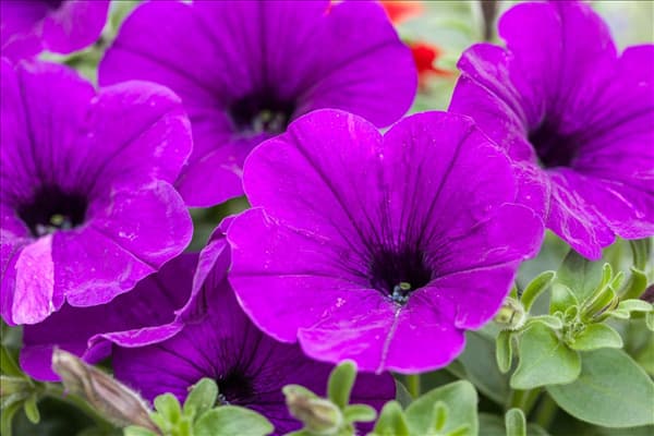 Petunia grandiflora