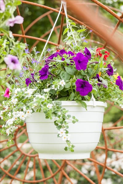 Petunia grandiflora