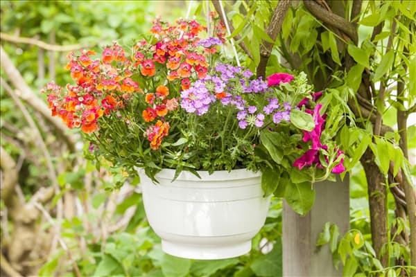 Nemesia, orange