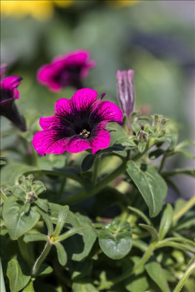 Petunia grandiflora
