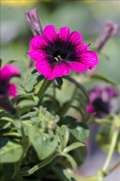 Petunia grandiflora
