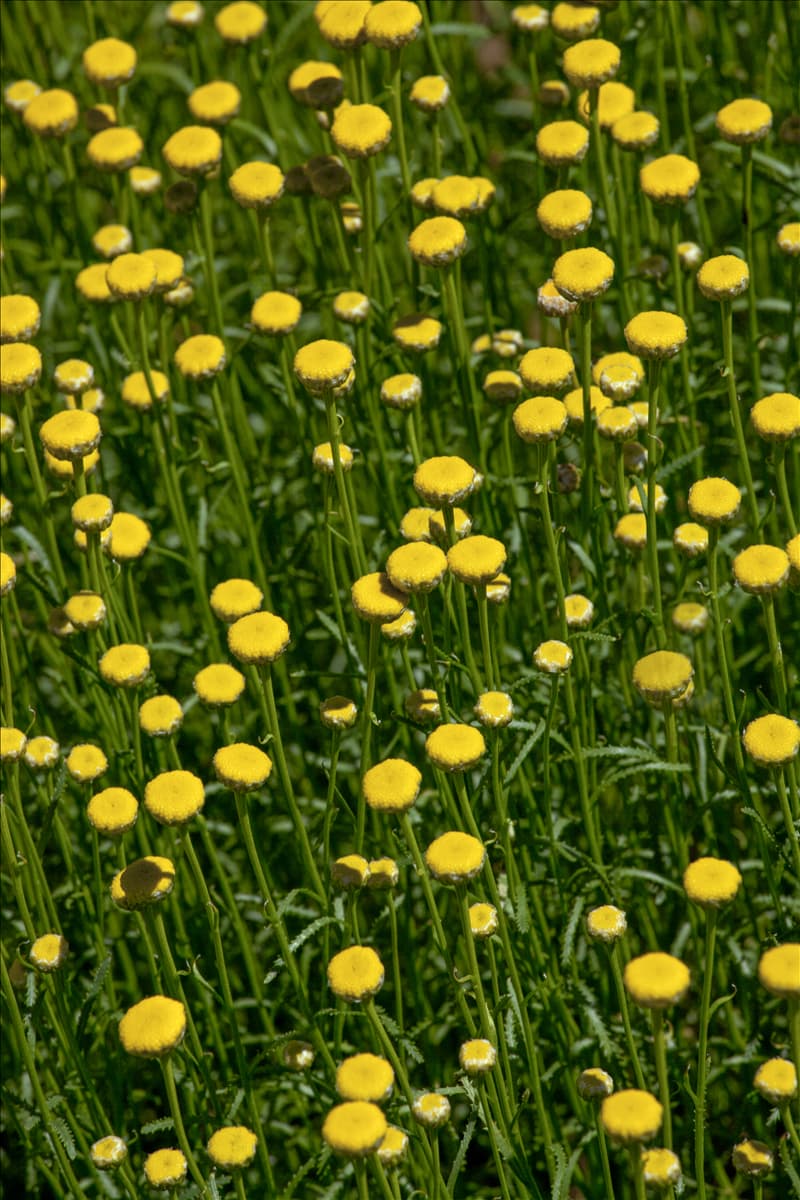 Santolina rosmarinifolia