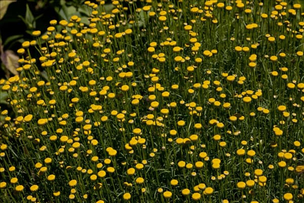 Santolina rosmarinifolia