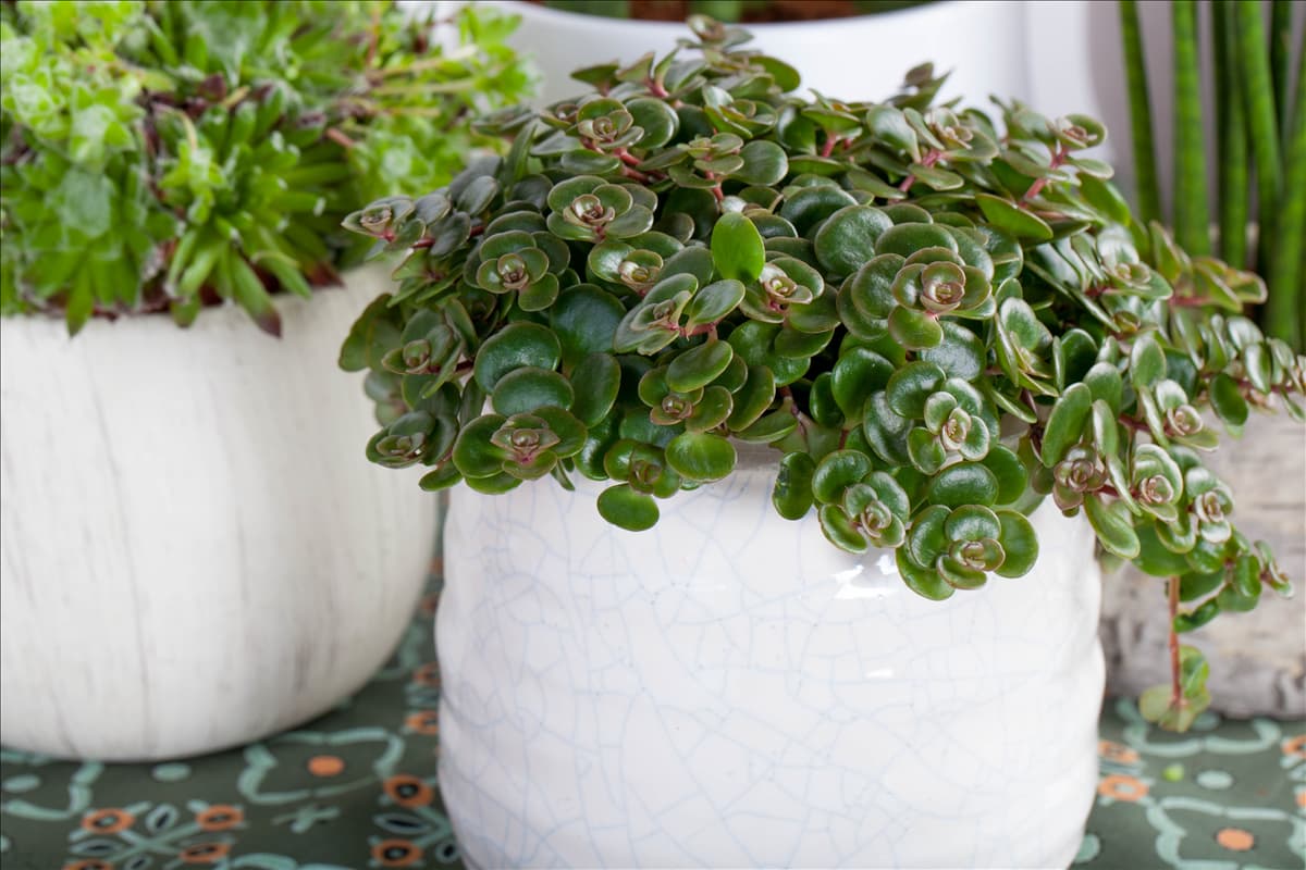 Sedum makinoi 'Kosmosje'