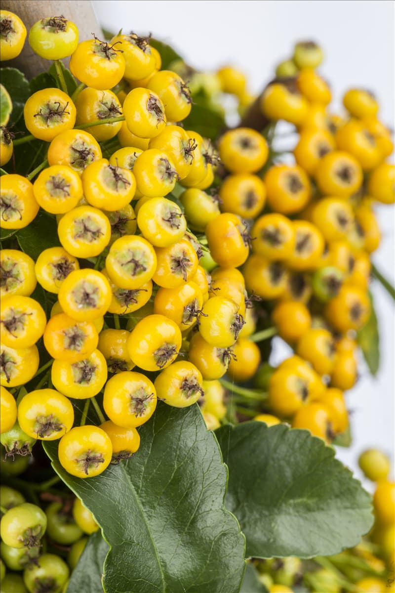 Pyracantha coccinea 'Soleil d´Or'