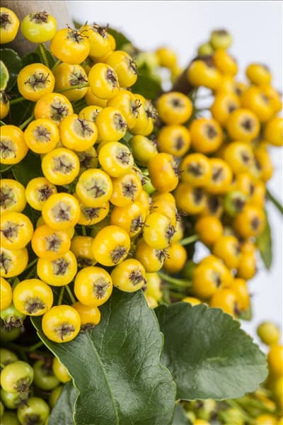 Pyracantha coccinea 'Soleil d´Or'