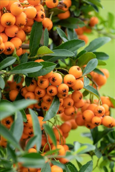 Pyracantha coccinea