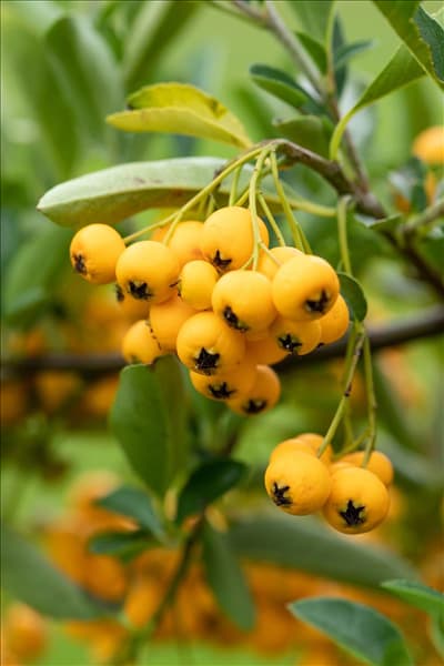 Pyracantha coccinea