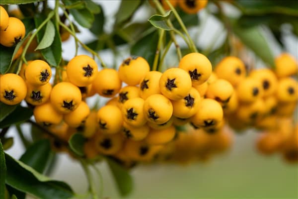 Pyracantha coccinea