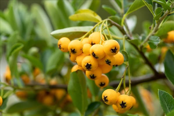Pyracantha coccinea