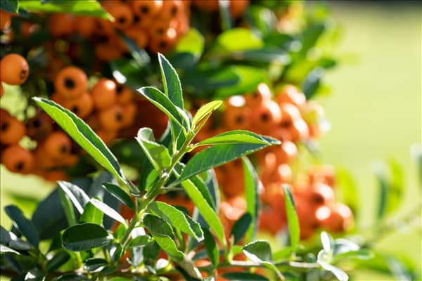 Pyracantha coccinea